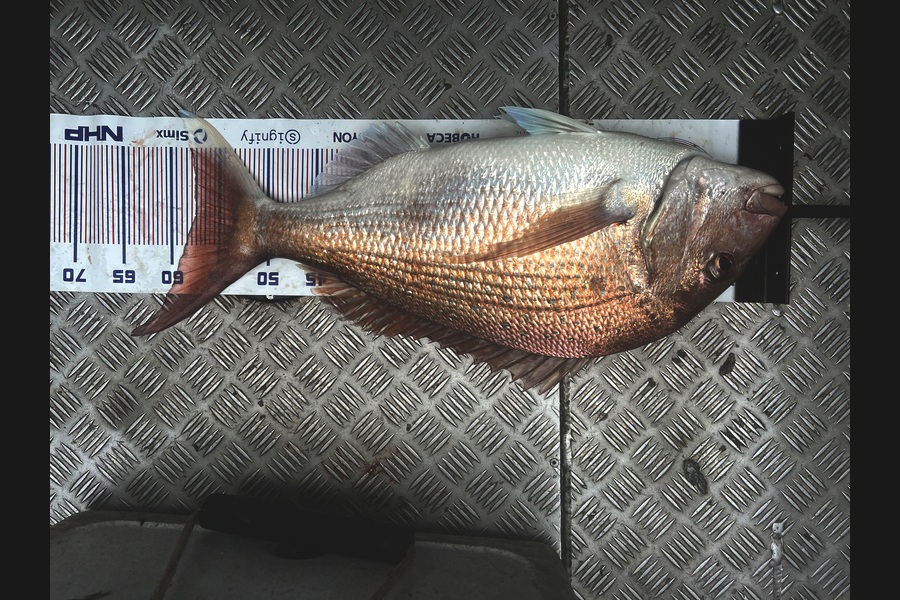Jeremy Thorpe caught this 57.5cm Snapper at Wellington during The Export NZ Fishing Competition