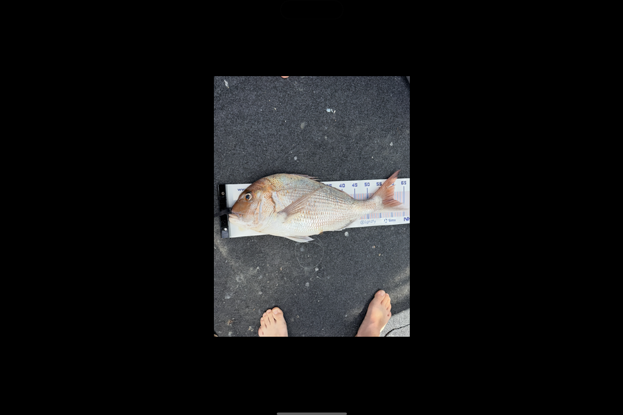 Sam Julian caught this 60.5cm Snapper at Wellington during The Export NZ Fishing Competition