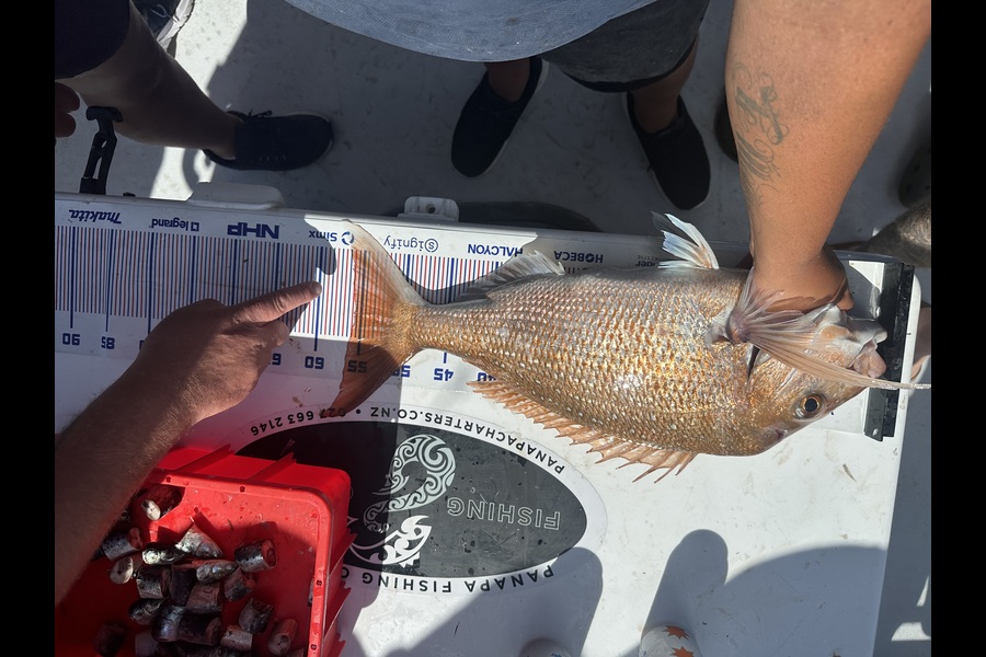 Scott Winchester caught this 55.5cm Snapper at Auckland during The Export NZ Fishing Competition