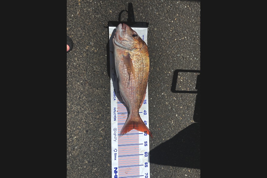 Regan Caldwell caught this 47.0cm Snapper at Auckland during The Export NZ Fishing Competition