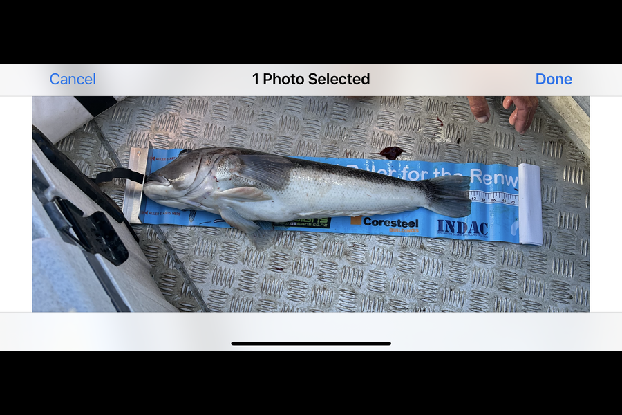 Rach Dowding caught this 61.0cm Blue Cod at Nelson/Marlborough during The Export NZ Fishing Competition