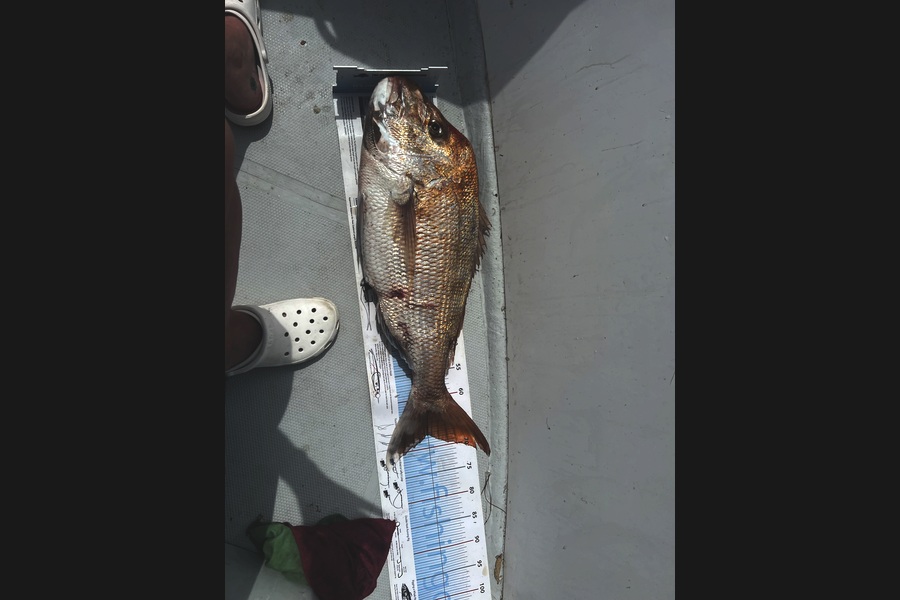 Felice Broom caught this 67.5cm Snapper at Auckland during The Export NZ Fishing Competition