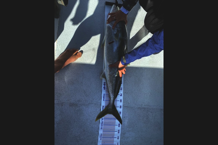 Mayuko ellenbroek caught this 91.0cm Kingfish at Northland during The Export NZ Fishing Competition