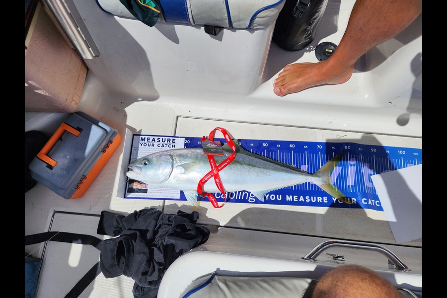 Tassius Potgieter caught this 73.0cm Kingfish at Northland during The Export NZ Fishing Competition