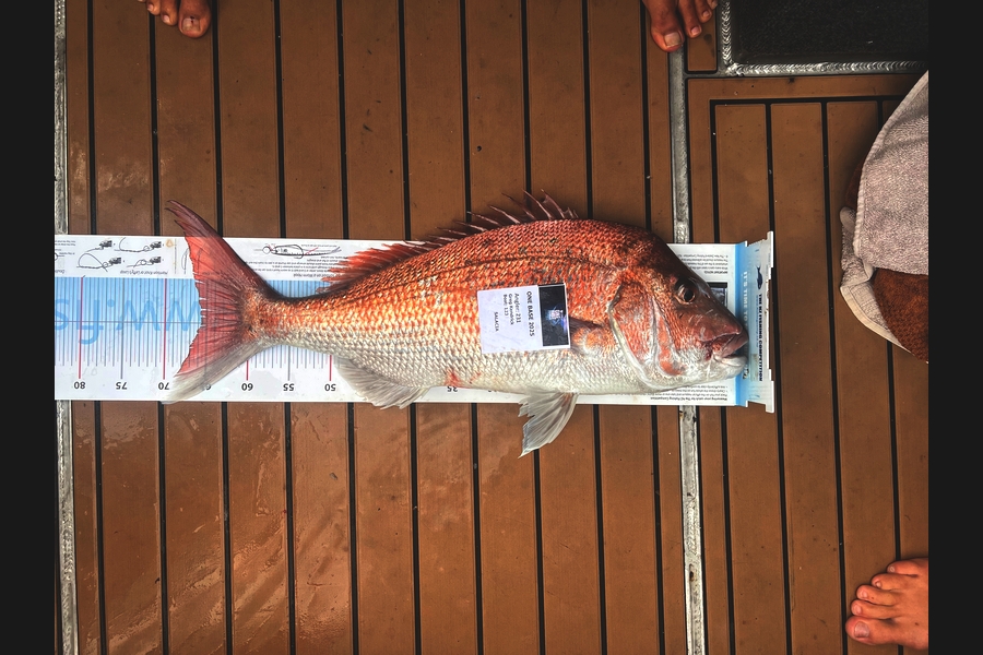 Greg Kendrick caught this 65.5cm Snapper at Bay of Plenty during The Export NZ Fishing Competition