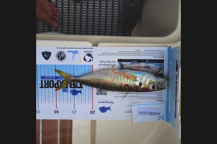 Kevin Jackson caught this 27.5cm Other at Auckland during The Export NZ Fishing Competition