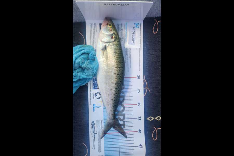 Xavier McMillan caught this 38.0cm Kahawai at Auckland during The Export NZ Fishing Competition