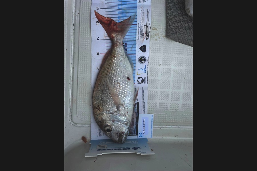 Grant Glover caught this 40.5cm Snapper at Auckland during The Export NZ Fishing Competition