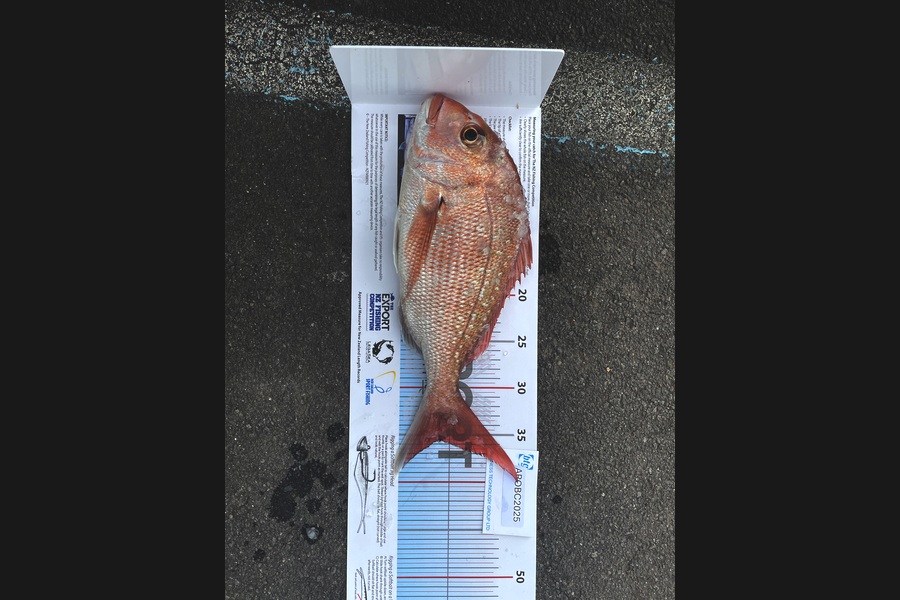 Samuel Gould caught this 35.5cm Snapper at Auckland during The Export NZ Fishing Competition