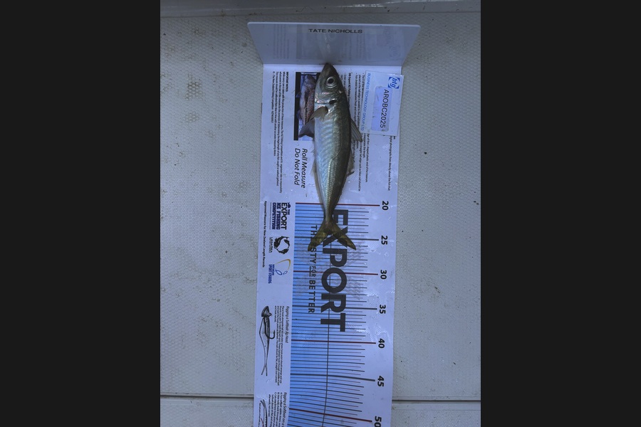 Louise Nicholls caught this 24.0cm Other at Auckland during The Export NZ Fishing Competition