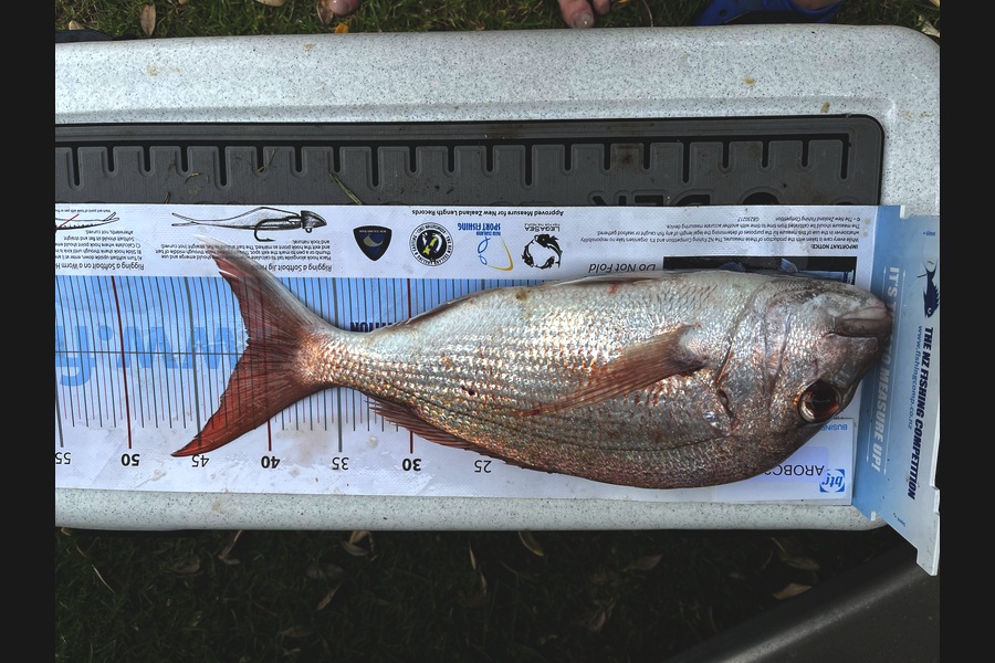 Logan  McKenzie caught this 46.0cm Snapper at Auckland during The Export NZ Fishing Competition