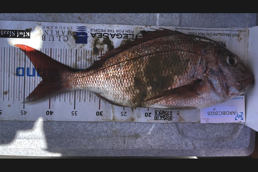 Brendan Lochead caught this 41.0cm Snapper at Auckland during The Export NZ Fishing Competition
