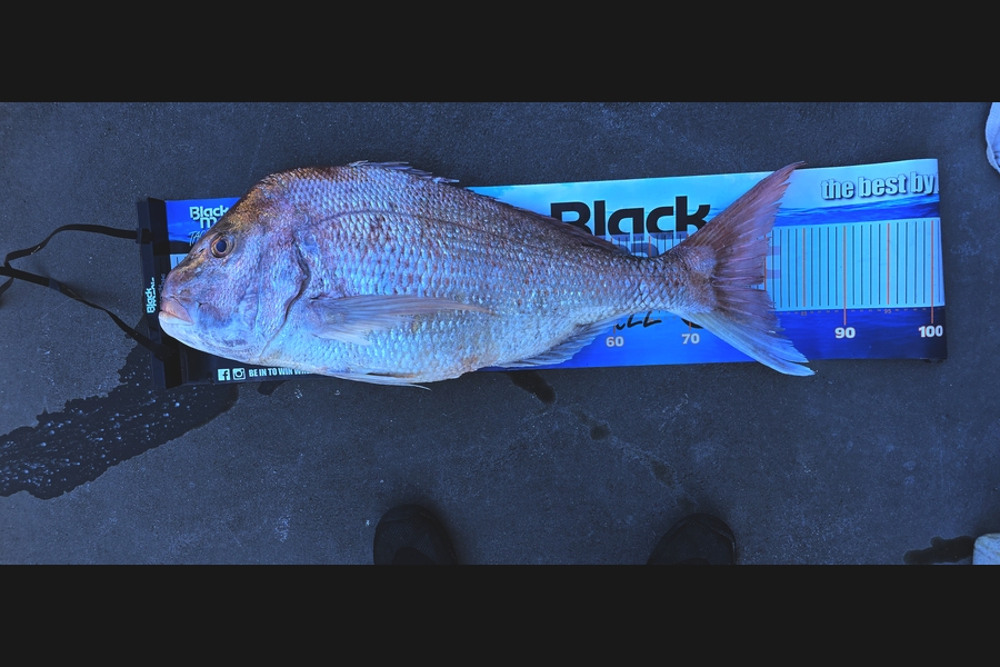 Josh Palmer caught this 80.0cm Snapper at Taranaki during The Export NZ Fishing Competition
