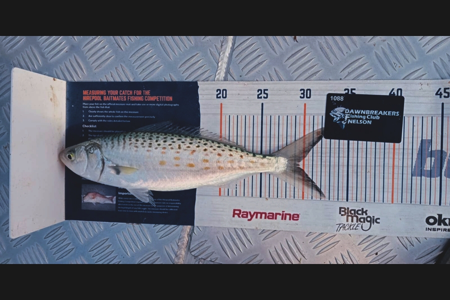 Andy Brannen caught this 29.5cm Kahawai at Nelson/Marlborough during The Export NZ Fishing Competition