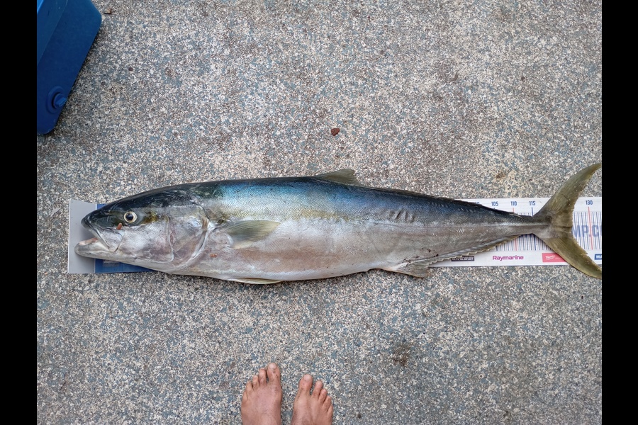 Chris La Franchie caught this 125.0cm Kingfish at Taranaki during The Export NZ Fishing Competition
