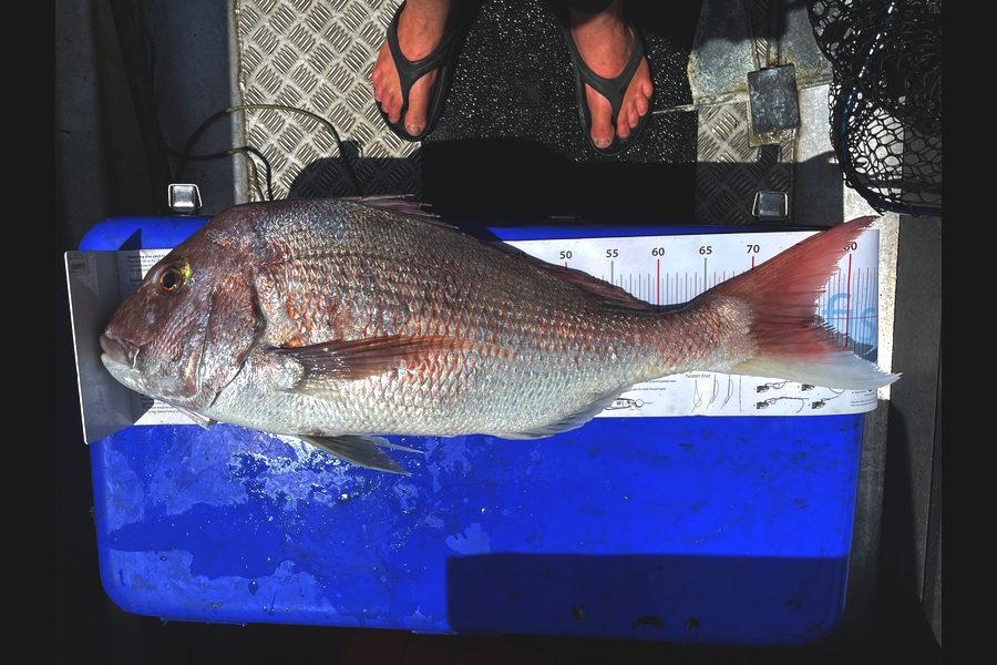Tim  Odonoghue caught this 76.0cm Snapper at Waikato during The Export NZ Fishing Competition