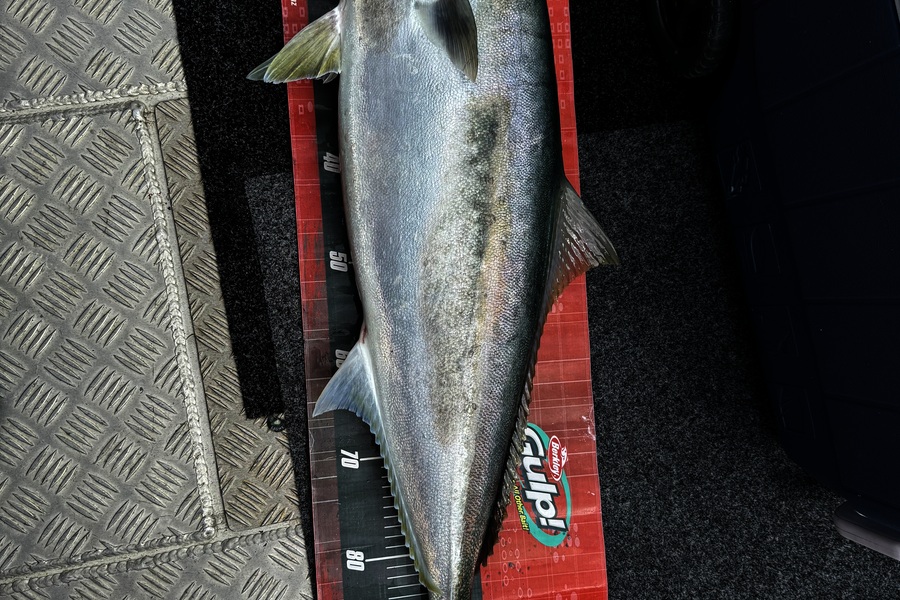 Tom Harley caught this 95.5cm Kingfish at Northland during The Export NZ Fishing Competition