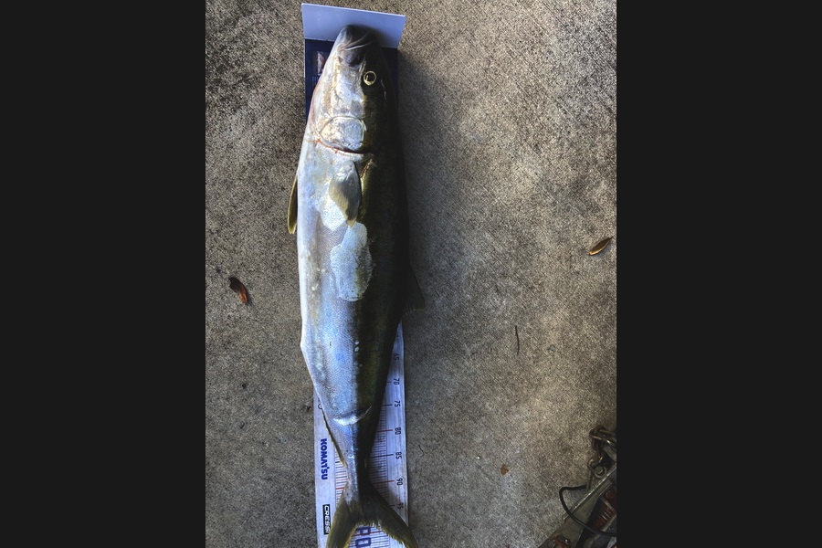 Marshall Wells caught this 98.5cm Kingfish at Taranaki during The Export NZ Fishing Competition