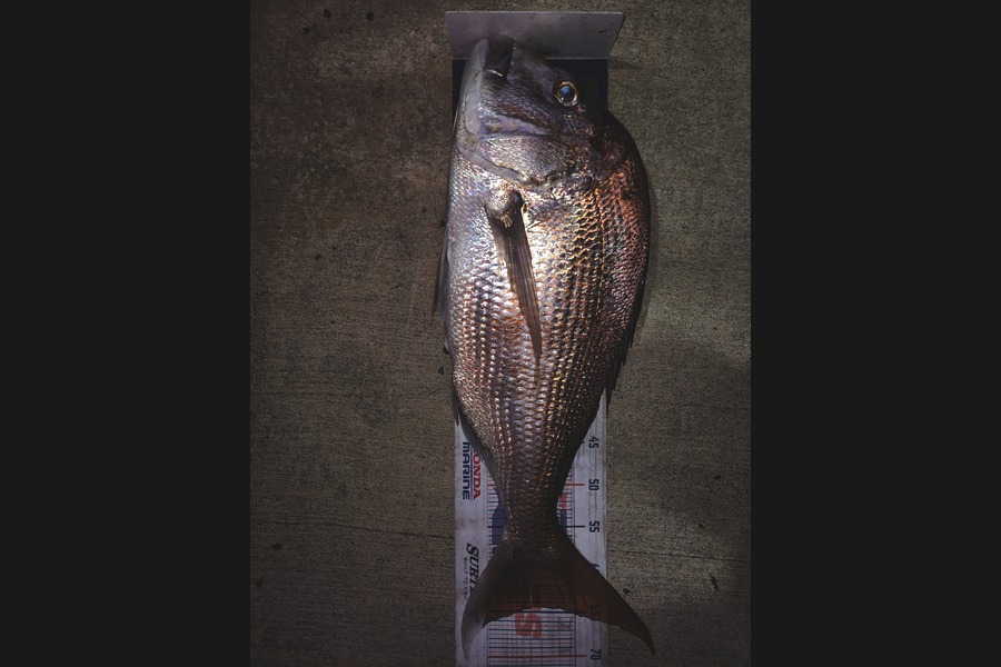 Damon Smith caught this 64.5cm Snapper at Auckland during The Export NZ Fishing Competition