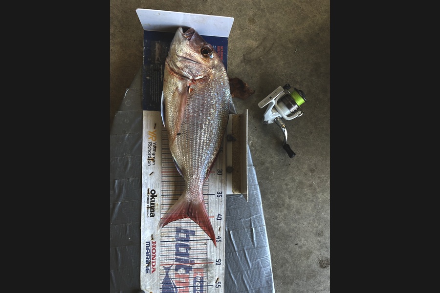 Graeme Duncan caught this 40.0cm Snapper at Bay of Plenty during The Export NZ Fishing Competition