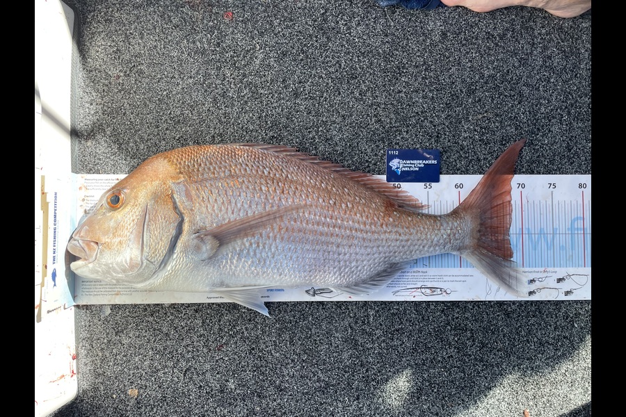 Scott Brunt caught this 68.0cm Snapper at Nelson/Marlborough during The Export NZ Fishing Competition