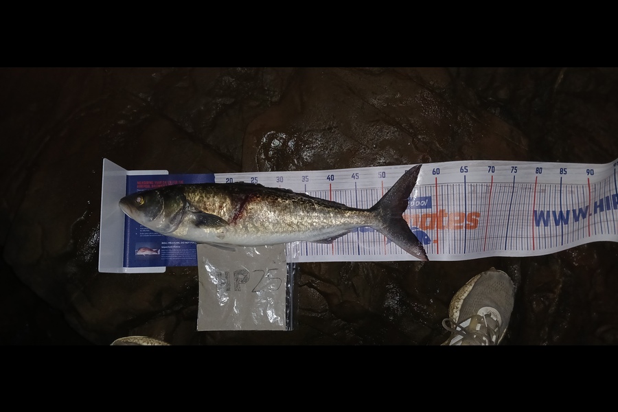 Mitchell Lindsay caught this 53.0cm Kahawai at Auckland during The Export NZ Fishing Competition