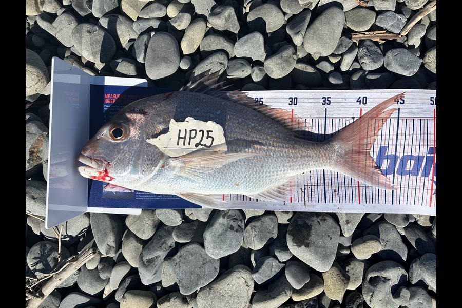 Joshua Riri caught this 41.5cm Snapper at Bay of Plenty during The Export NZ Fishing Competition