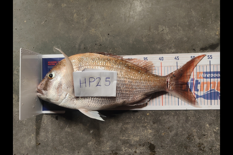 Jonathon Warn caught this 48.0cm Snapper at Taranaki during The Export NZ Fishing Competition