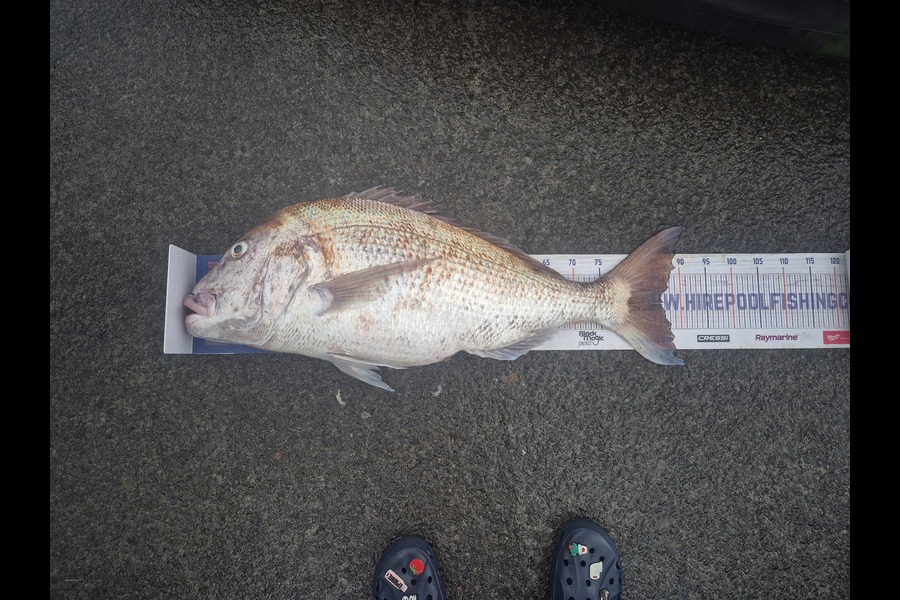 Christian-Ray  Simons  caught this 86.5cm Snapper at Taranaki during The Export NZ Fishing Competition