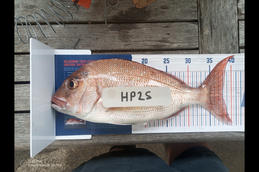 Dean Goodwin caught this 38.0cm Snapper at Coromandel during The Export NZ Fishing Competition