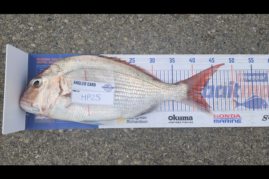 Carolyn Carson caught this 42.0cm Snapper at Wellington during The Export NZ Fishing Competition