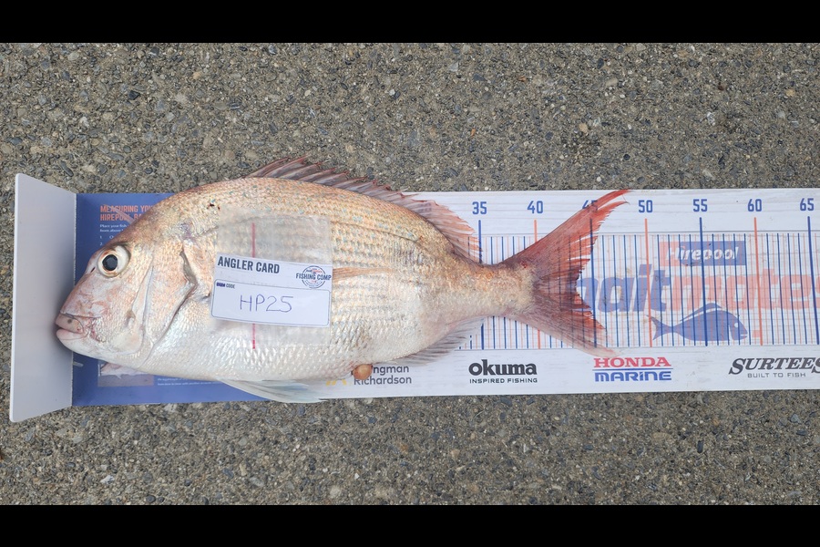 Myles Carson caught this 43.5cm Snapper at Wellington during The Export NZ Fishing Competition