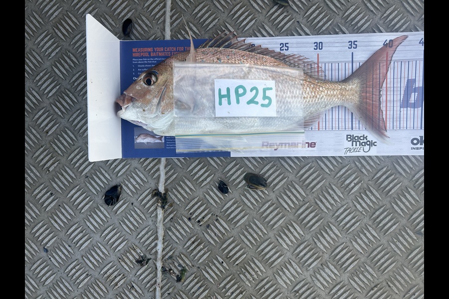 Arthur Aldridge caught this 39.0cm Snapper at Nelson/Marlborough during The Export NZ Fishing Competition
