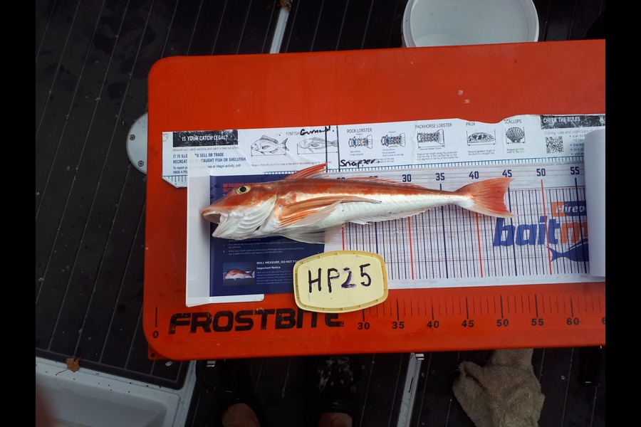 Robin Weeks caught this 44.0cm Gurnard at Hawkes Bay during The Export NZ Fishing Competition