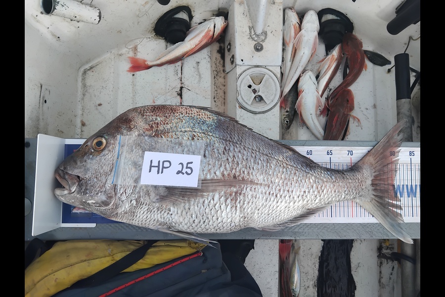 Geoff Preston caught this 80.5cm Snapper at Taranaki during The Export NZ Fishing Competition