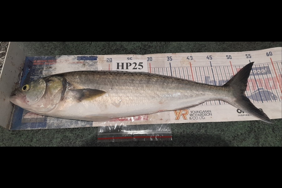 Leigh Page caught this 51cm Kahawai at Wellington during The Export NZ Fishing Competition