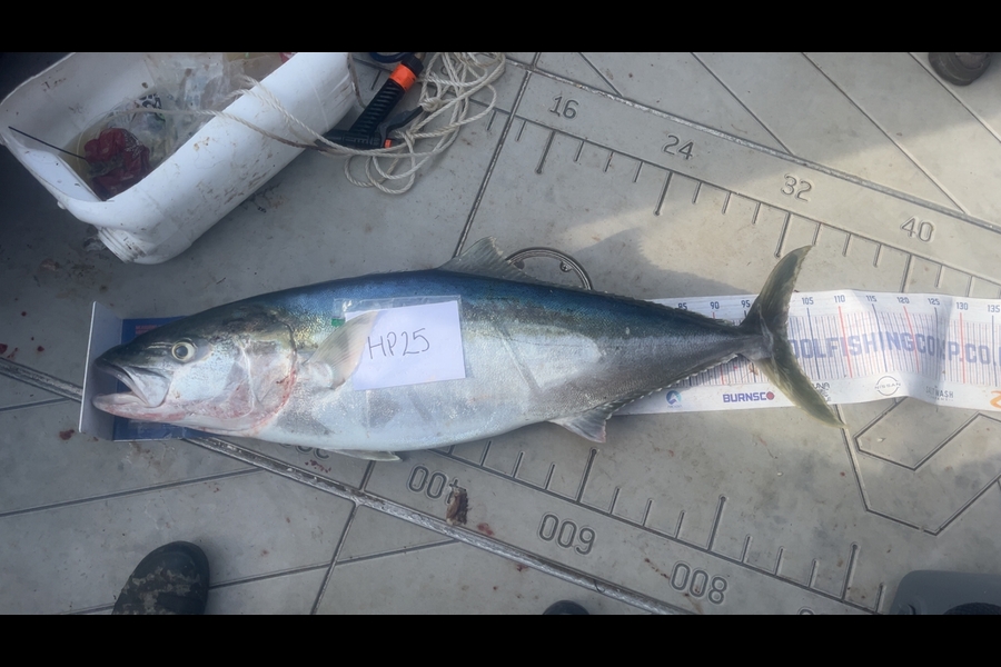 Geraldine Godden caught this 101cm Kingfish at Wellington during The Export NZ Fishing Competition