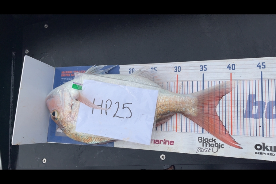 Geraldine Godden caught this 37.0cm Snapper at Wairarapa
 during The Export NZ Fishing Competition