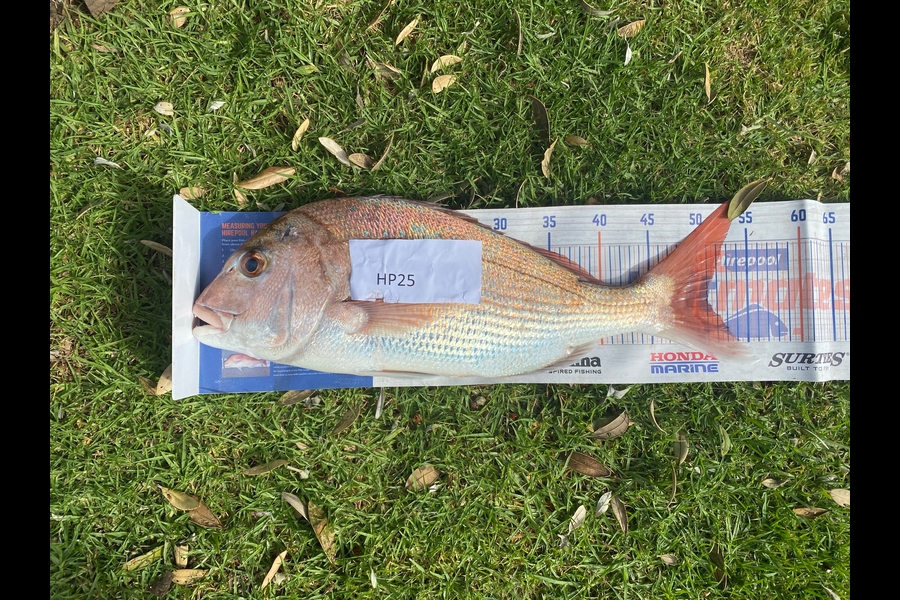Shane MacRae caught this 51.0cm Snapper at Taranaki during The Export NZ Fishing Competition