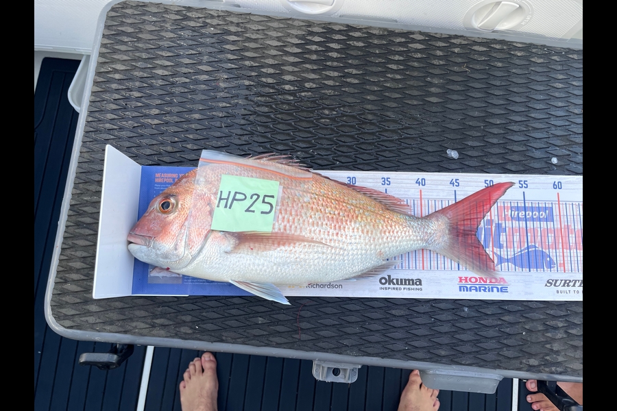 Brent Higgs caught this 47.5cm Snapper at Nelson/Marlborough during The Export NZ Fishing Competition