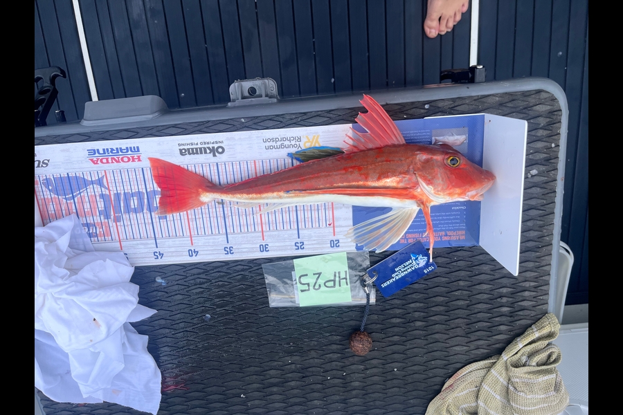 Brent Higgs caught this 43.0cm Gurnard at Nelson/Marlborough during The Export NZ Fishing Competition