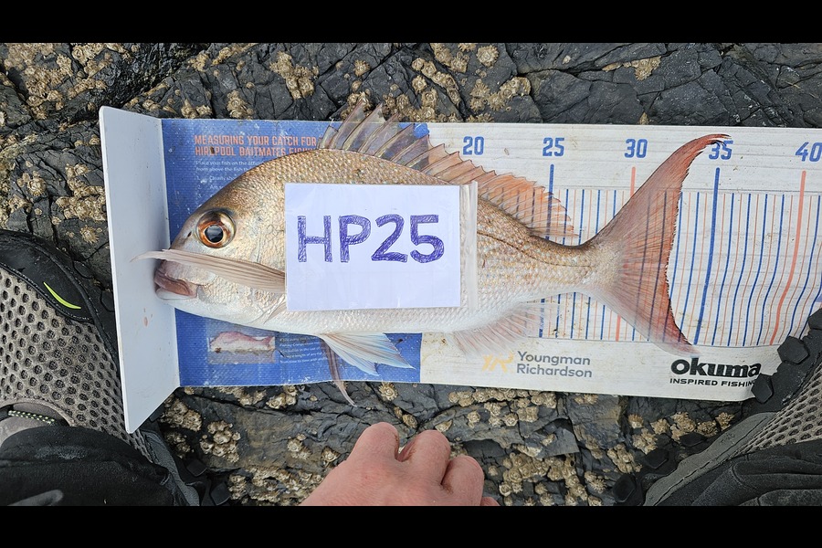Troy Rae-Royle caught this 32.5cm Snapper at Auckland during The Export NZ Fishing Competition