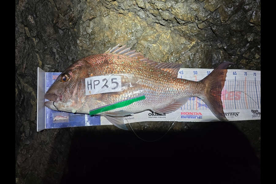 Stephen Nilsson caught this 59.0cm Snapper at Auckland during The Export NZ Fishing Competition
