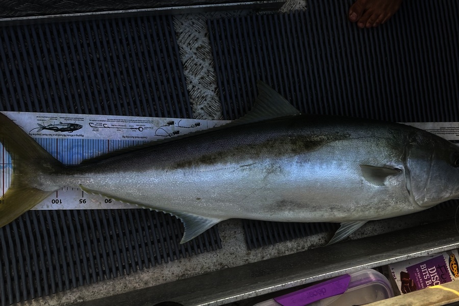 Juan cruz Martinez caught this 108.0cm Kingfish at Auckland during The Export NZ Fishing Competition