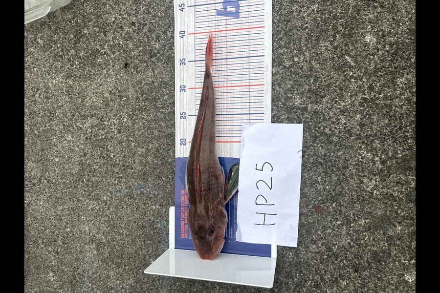 Aidan Prestney caught this 39cm Gurnard at Taranaki during The Export NZ Fishing Competition