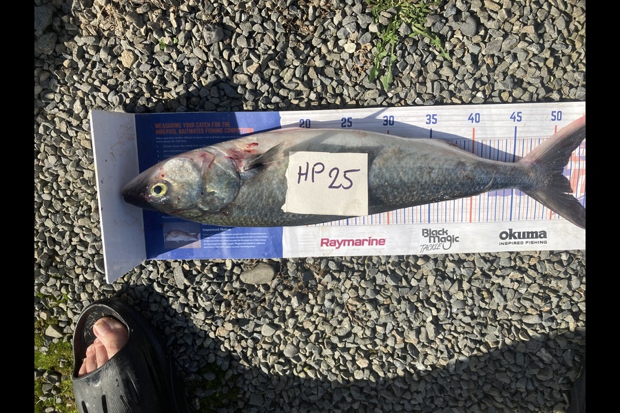 David Monagan caught this 51.0cm Kahawai at Hawkes Bay during The Export NZ Fishing Competition