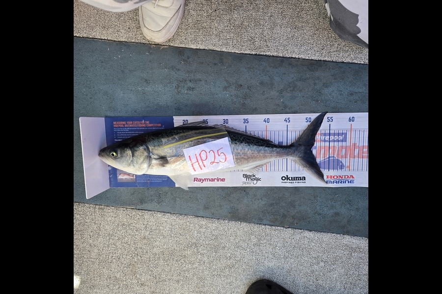 Tracey Beer caught this 50.5cm Kahawai at Bay of Plenty during The Export NZ Fishing Competition