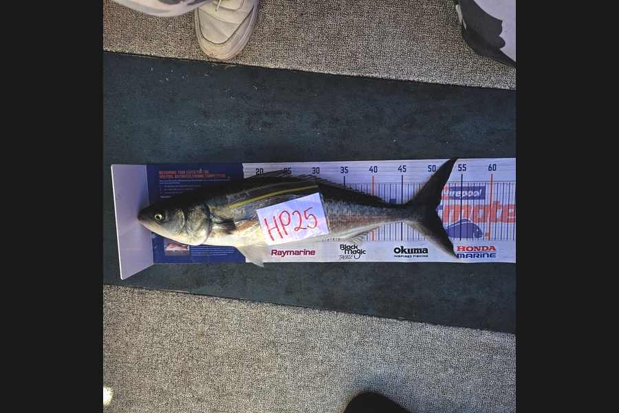 Tracey Beer caught this 50.5cm Kahawai at Bay of Plenty during The Export NZ Fishing Competition