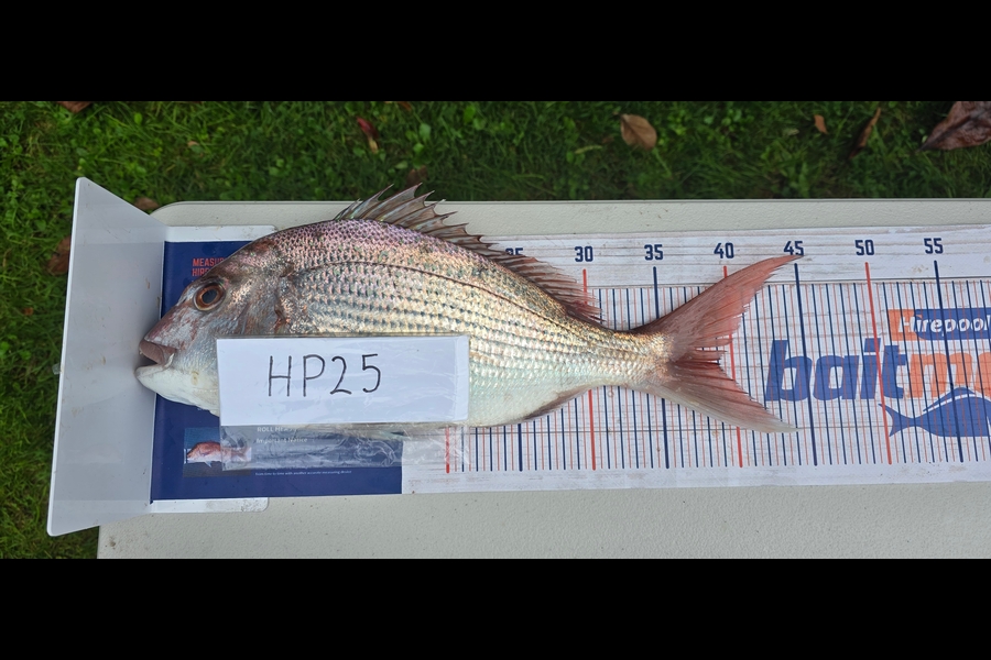 Oliver Gough caught this 37.5cm Snapper at East Cape during The Export NZ Fishing Competition