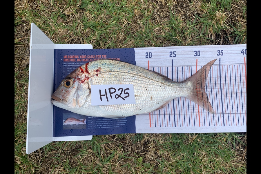 Jamie Bouzaid caught this 31.5cm Snapper at Auckland during The Export NZ Fishing Competition